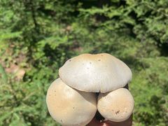 -芦芽山旅游度假区