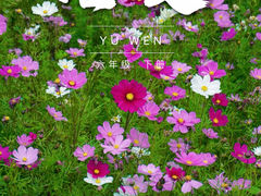 -金鸡山公园