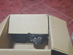 -安安宠医·臻爱宠物医院·宠保定点(营门口路分院)