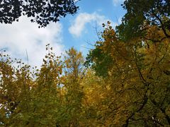 -上海共青森林公园