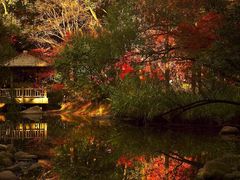 -上海共青森林公园