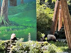 -中国大熊猫保护研究中心雅安碧峰峡基地
