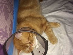 爱侣宠物医院(灵石路总店)-爱侣宠医·鹦鹉专科·小型哺乳类·异宠专科(灵石路店)