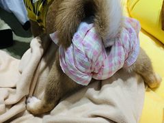 -逗柴咖啡屋·狗咖猫咖宠物桌游