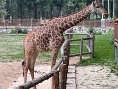 -北京野生动物园