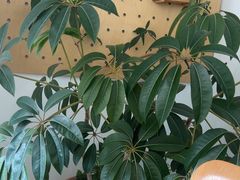 -DEEP COFFEE(瑞光烘焙工厂店)