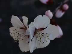 -白水寺森林公园