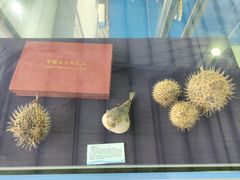 -上海海洋大学鱼文化博物馆(军工路校区)