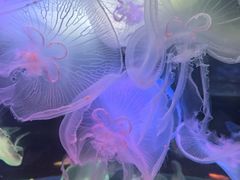 -太平洋海底世界