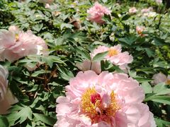 -洛阳市隋唐城遗址植物园
