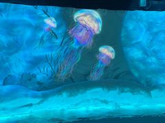 -海合安武汉极地海洋公园