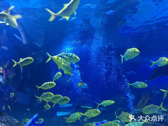 天津海昌極地海洋公園圖片