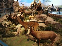 -陕西自然博物馆