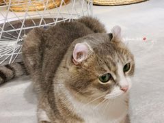 -猫儿山۰猫主题餐厅