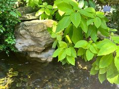 -南山植物园