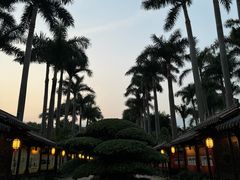 -金花茶公园