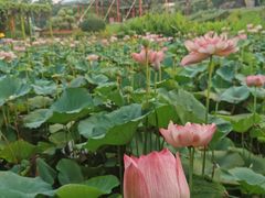 -广州莲花山旅游区