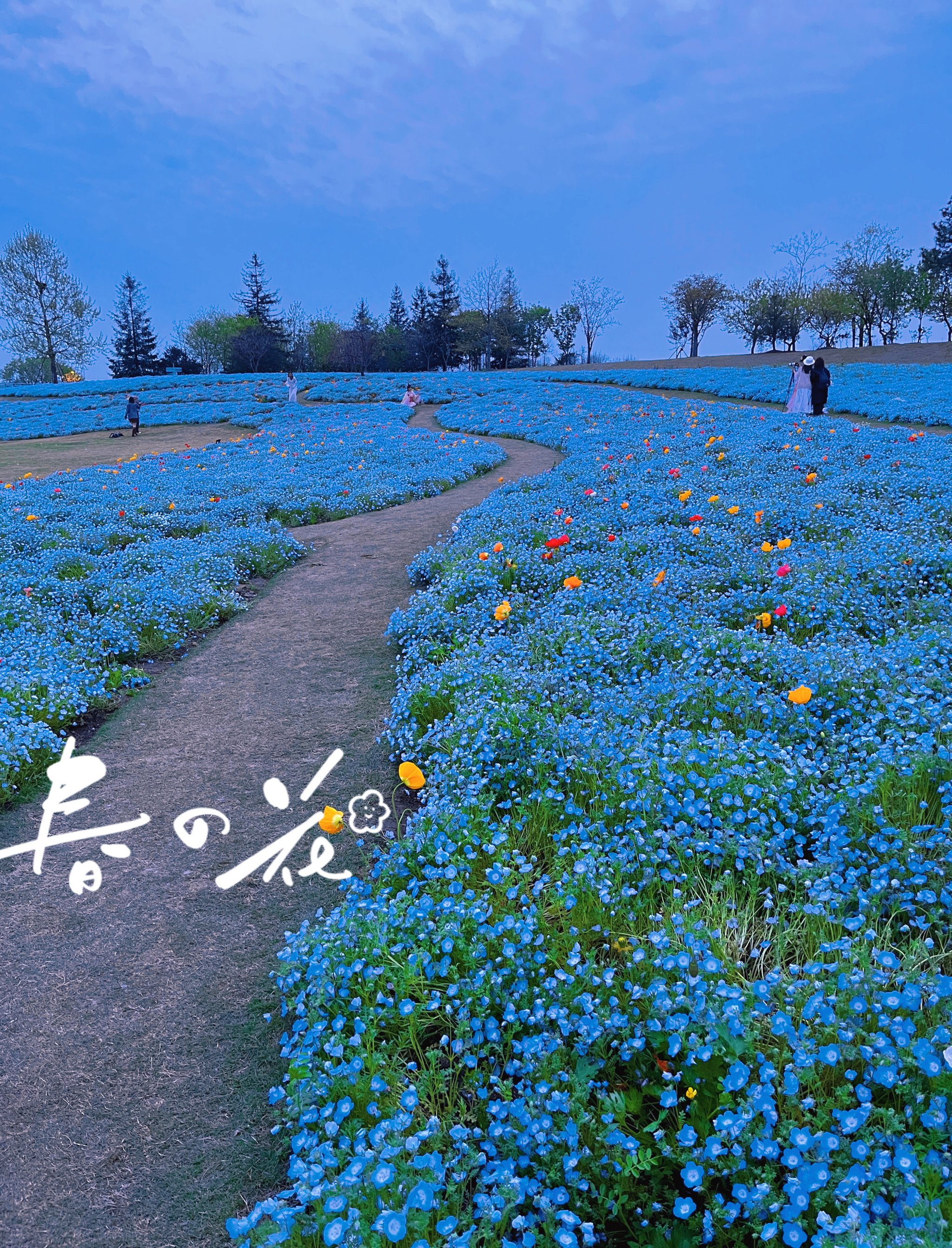 有不同花花和景色