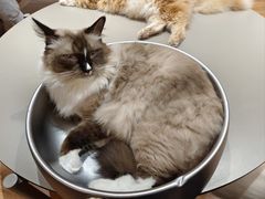 -MOCHA明星猫咖(田子坊店)