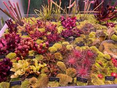 -中国科学院西双版纳热带植物园