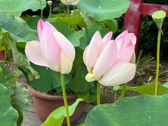 -莲花池公园