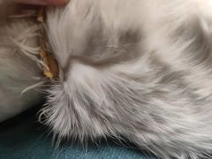 -萌兽医馆·犬猫专科·眼科中心·宠物医院(朝阳门分院)