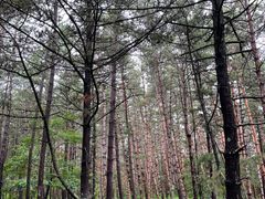 -帽儿山国家森林公园