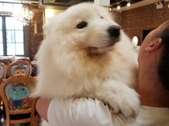 萨摩耶-more than meow吴止猫主题餐厅(承德 中船汇店)