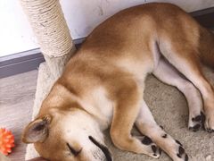 -浣熊柯尔鸭土拨鼠·电玩咖