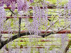 -嘉定紫藤园