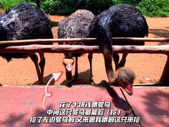 -海南热带野生动植物园