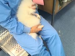-顺强宠物诊所·狂犬免疫·夜诊·骨科(嘉定店)