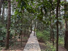 -铁山坪森林公园