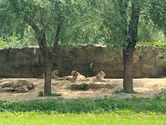 -北京野生动物园