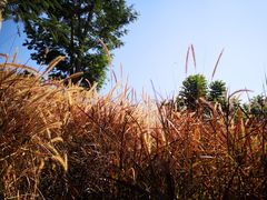 -白石龙音乐公园