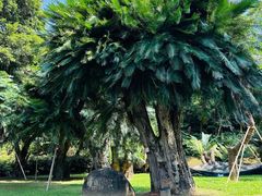 -深圳仙湖植物园