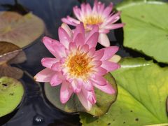 -上海辰山植物园