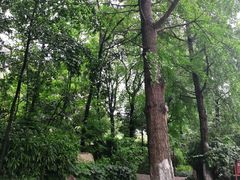 -成都市活水公园