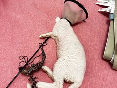 -虹泰宠物医院 ·旗舰店·24h(南秀路店)