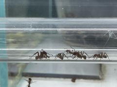 -上海大自然野生昆虫馆(东方明珠·爬宠昆虫探索中心)
