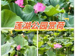 -莲湖公园