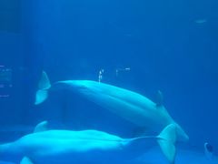 -海合安成都极地海洋公园
