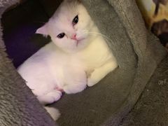 -猫小院猫主题餐厅(三里屯店)