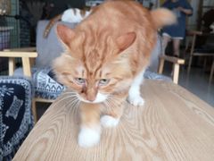 -平行世界·猫咖(首经贸店)