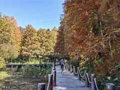 -深圳仙湖植物园
