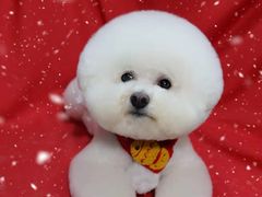 -小尾巴宠物店(万科·金域华庭店)