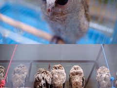 -贵州森林野生动物园