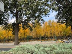 -北京西山国家森林公园