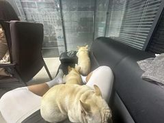 -派美特宠物医院·核磁CT·骨科肿瘤·疑难转诊(沈农禾丰店)