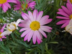 -双季花艺园艺市场(浦东店)
